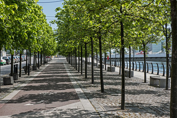 Baumallee längs des Flusses Liffey, Dublind, Irland