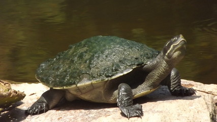 Turtle on Rock
