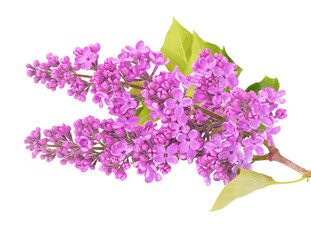 Syringa vulgaris, blooming purple lilac branches.