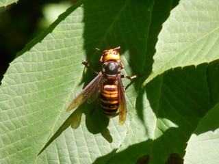 オオスズメバチ