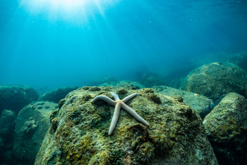 Starfish on rocks under the sea.