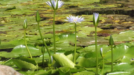 water Lilly