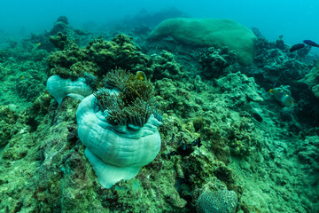 underwater scene with coral reef and Beautiful clown fish in the sea anemone; Sea in southern Thailand.