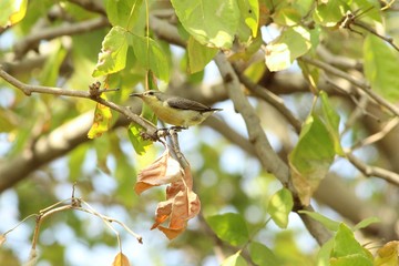 sparrow wallpaper and background