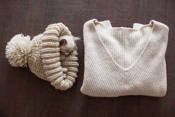 Fototapeta na wymiar Kitten sleeping in knitted hat