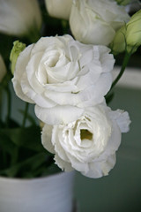 white eustoma