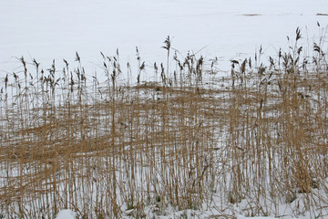 Reeds in winter time