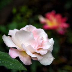 Pink rose in garden. 