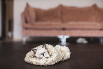 Cut cat sleep in knitted hat