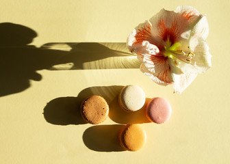 Contemporary composition pastel macarons and flower Amaryllis on light yelow backgraund with dark shadow.