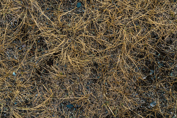 Texture of withered grass. Lifeless background image. Siberian soil. Macro photo