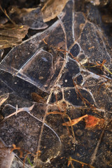 the grass in the cracked ice in the fall
