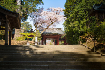 塩釜神社の桜
