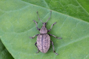 Otiorhynchus ligustici - is one of the many species in the weevil family (Curculionidae). Beetle Otiorhynchus ligustici dangerous pest of crops.