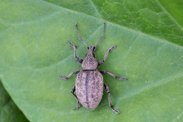 Otiorhynchus ligustici - is one of the many species in the weevil family (Curculionidae). Beetle...