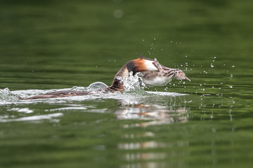Great Crsted Grebe Attacking Chick