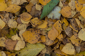 Graphic resources abstract textured walkway background in autumn foliage park
