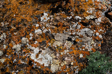 The texture of the stone overgrown with moss. Background image of a boulder