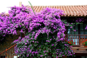 purple flowers decorating a house