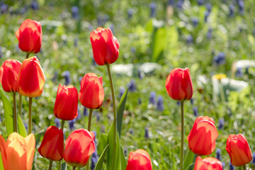 Beautiful Tulips Flowers in garden
