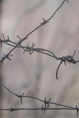Barbed wire fragment. Barbwire near the jail. Fragment of a rusty barbed wire. Macro shot of an element of old and rusty barbed wire with a blurred background. 