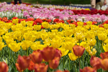 Colorful blooming tulip field in the garden with yellow color and blurred foreground of orange color and blurred background of red, pink and white colors