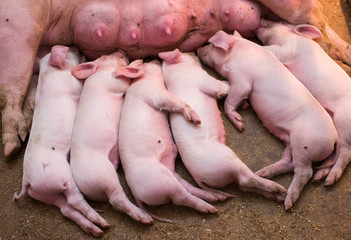 Newborn piglets feeding from mother pig in the farm. .Suckling piglets suckling a sow farm.