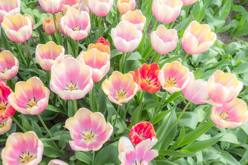 Tulip flower beautiful full bloom in garden, pink, yellow and red colors
