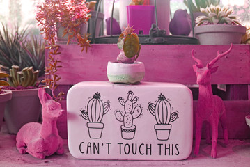 Magenta pink colored indoor gardening space with notice board