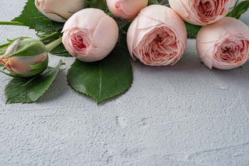 Beautiful peony-shaped bushy pink roses. Valentine's day, the concept of love and loyalty. Copy space.