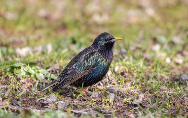  common starling (Sturnus vulgaris) among spring greens. European Starling, Sturnus vulgaris with beautiful plumage walking in green grass.