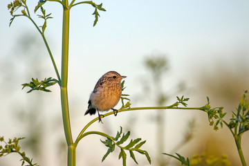 A young whinchat (Saxicola rubetra) sits on a grass branch