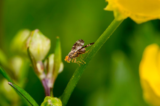 Trypetoptera punctulata is a species of fly in the family Sciomyzidae.