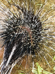 cute porcupine in the cage. contact zoo for children. beautiful porcupine needles