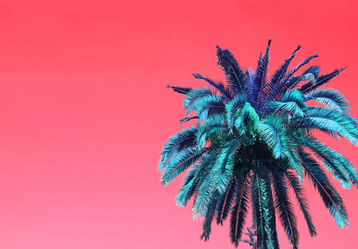 Fototapeta Pop Art Surreal Style Blue Palm Tree on Coral Pink Background with Copy Space