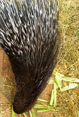 cute porcupine in the cage. contact zoo for children. beautiful porcupine needles