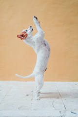 cute jack russel dog standing on two legs over yellow background. Cute dog asking for treats with...