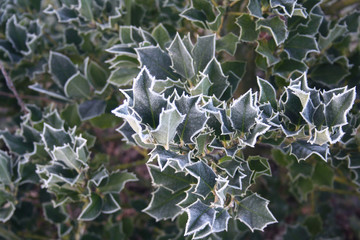 Holly bush covered with frost  in the garden on winter  Ilex cornuta bush