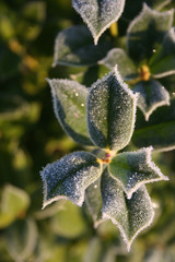 Holly bush covered with frost  in the garden on winter  Ilex cornuta bush