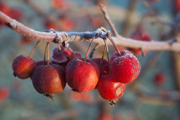 Frost on small red apples on branch in the winter garden, Winter background with selective focus