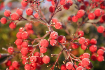 Close- up of  Heavenly bamboo beautiful red berries covered with frost. Nandina domestica bush in winter. Christmas or winter background 