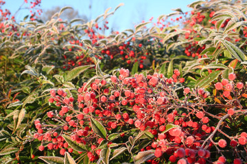 Heavenly bamboo bush with red berries covered with frost. Nandina domestica bush in winter in the garden 