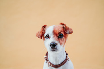 cute jack russel dog sitting over yellow background