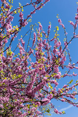Judas-tree with blossom bud and inflorescence
