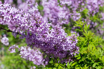 Bud of lilac at bush