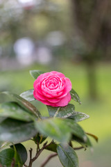 Wild rose in botanical garden