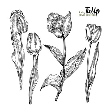 Spring flower bouquet of tulips on white background. Engraving drawing style Realistic botanical nature floral sketch pattern.