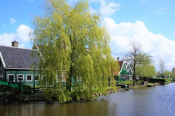Obraz premium the windmill in Zaanse Schans, the netherlands
