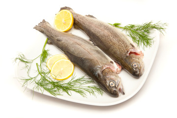frischer Fisch