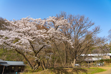 Michinoku Folklore Village in springtime season sunny day. Kitakami Tenshochi Park cherry blossoms Matsuri festival. Kitakami, Iwate Prefecture, Japan